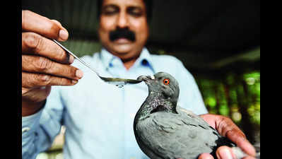 As temp soars, 142 birds treated for dehydration in city
