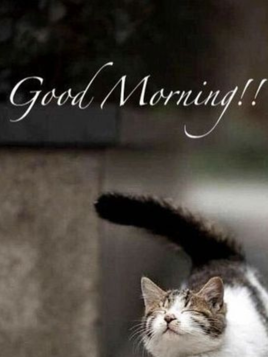 Good Morning Wishes With Cat Images 