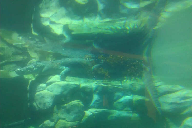 Crocosaurus Cove, Australia