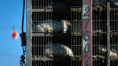 Human cases of bird flu 'an enormous concern': WHO raises alarm on H5N1 surge