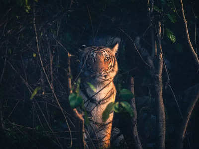 Jim Corbett National Park: The historical capital of the tiger kingdom