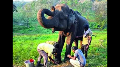 Elephant: 70-year-old Elephant Dies In Atr | Coimbatore News - Times of ...