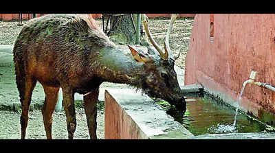 Bokaro zoo readies action plan for animals to beat the heat