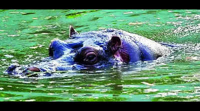 Bokaro zoo readies action plan for animals to beat the heat