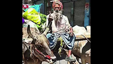 Farmer rides bullock cart to polling booth to highlight cattle menace