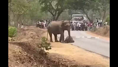 Grieving jumbo refuses to leave its baby's carcass, traffic held up inside Bandipur Tiger Reserve