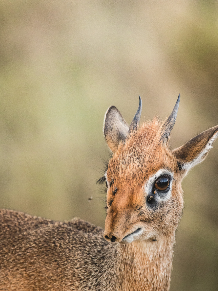 10-animals-with-the-weirdest-names-times-of-india