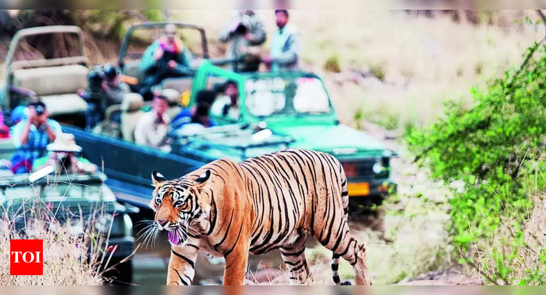 Ranthambore Tiger Reserve: Ranthambore’s Earnings Jump From ₹45cr To ...