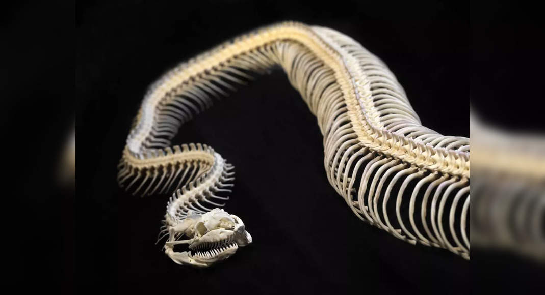 Scientists Celebrate Worlds Tiniest Snake Found After 20 Years - olaxova
