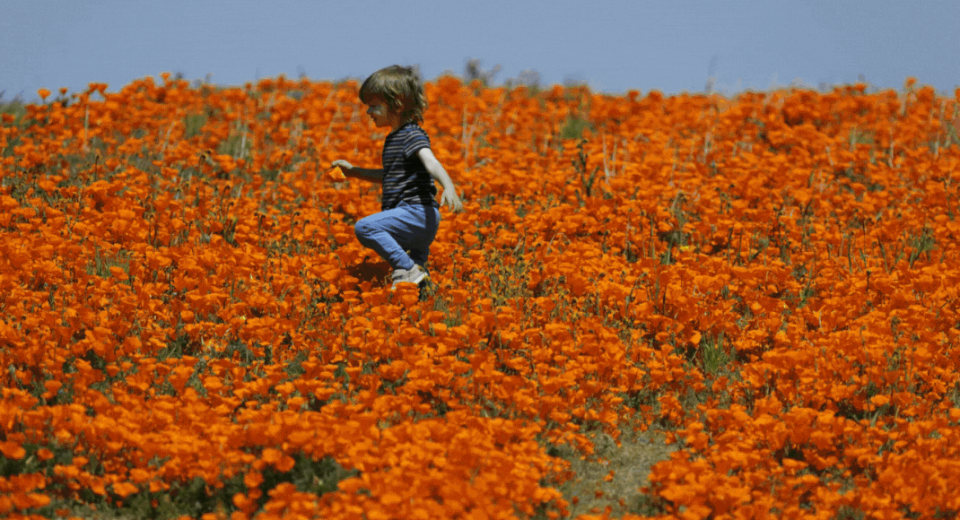 Will there be a 'superbloom' this year in California? – Times of India