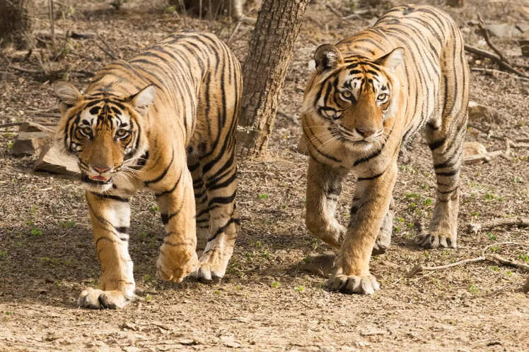 Rajasthan: 5 National Parks