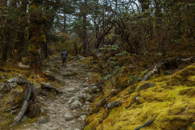 West Bengal: 6 National Parks