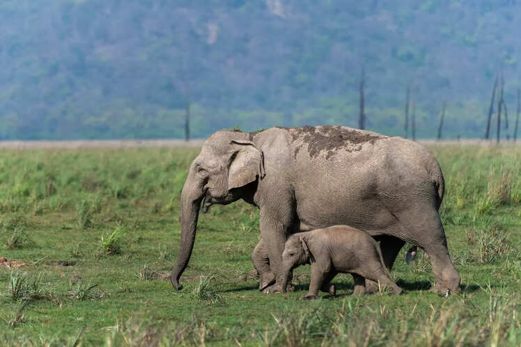 Uttarakhand: 6 National Parks