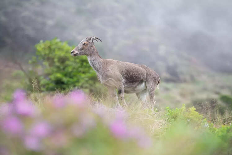 Kerala: 6 National Parks
