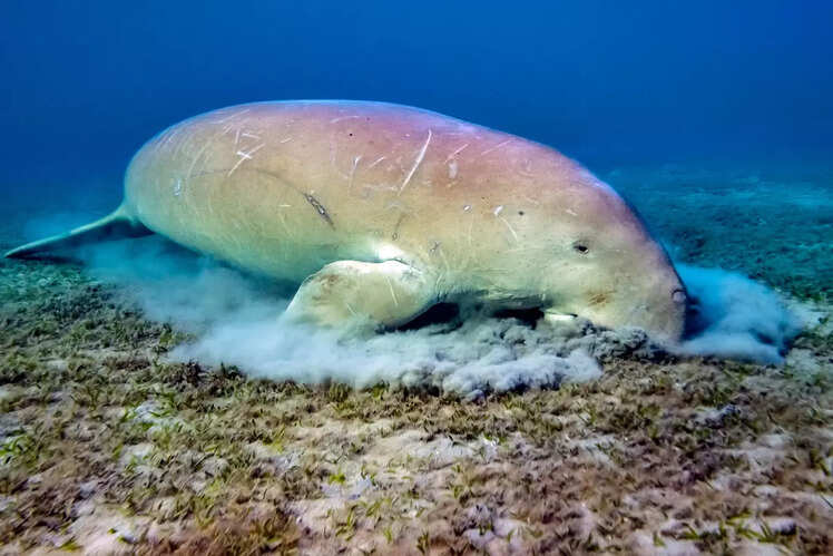 Andaman & Nicobar Islands: 9 National Parks
