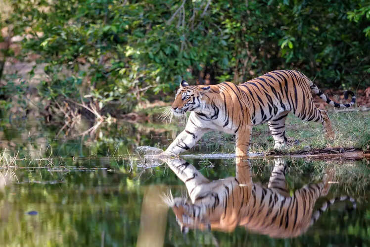 Madhya Pradesh: 11 National Parks