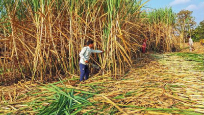 Will ‘imported’ sugar barons sweeten BJP’s Maharashtra tally?