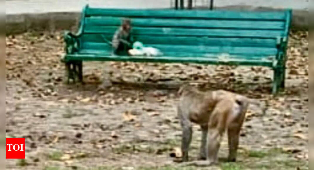 Monkeys breaking pots, invading kitchens; residents at wits’ end ...