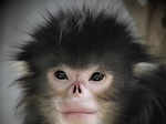 Myanmar snub-nosed monkey