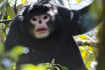 Myanmar snub-nosed monkey