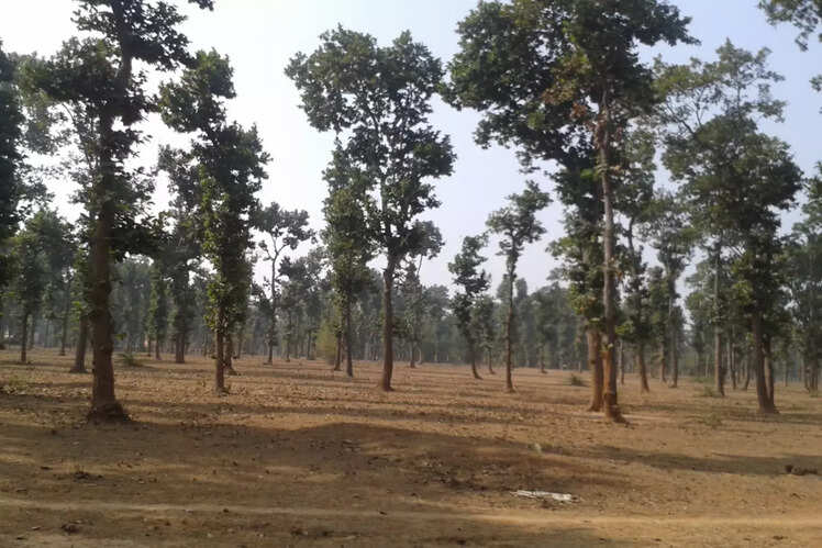 Sanjay National Park