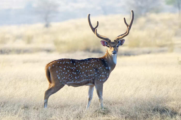 Madhav National Park