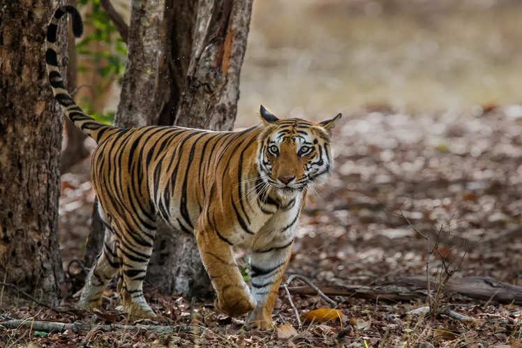 Madhya Pradesh: Heart of India has the largest number of national parks ...