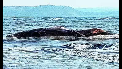 40-ft blue whale carcass found on Ratnagiri coast