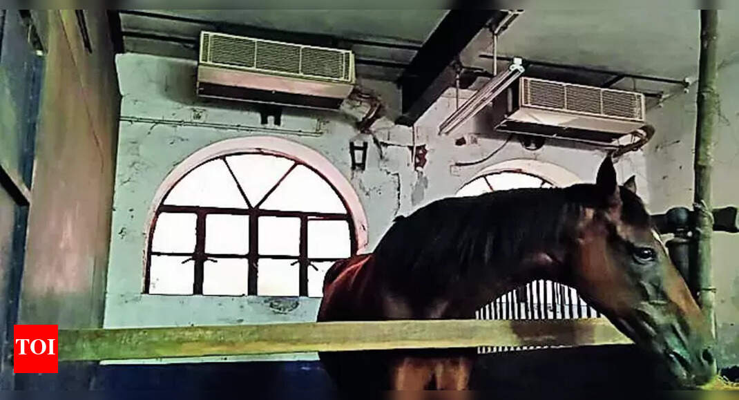 AC Stables: Ac Stables At Snb Barracks, Special Bath To Keep Mounted ...