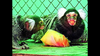 At Sakkarbaug zoo, it’s playtime for the animals