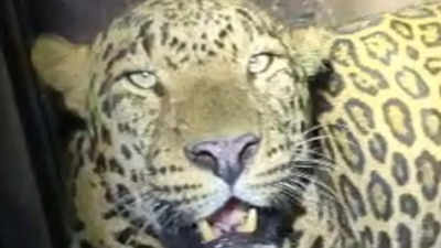 Leopard on loose in Vasai fort captured after 25 days