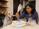 What's making gourmet pet treats a hit?
