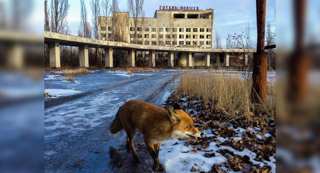 Chernobyl Exclusion Zone: A surprising haven for diverse wildlife ...