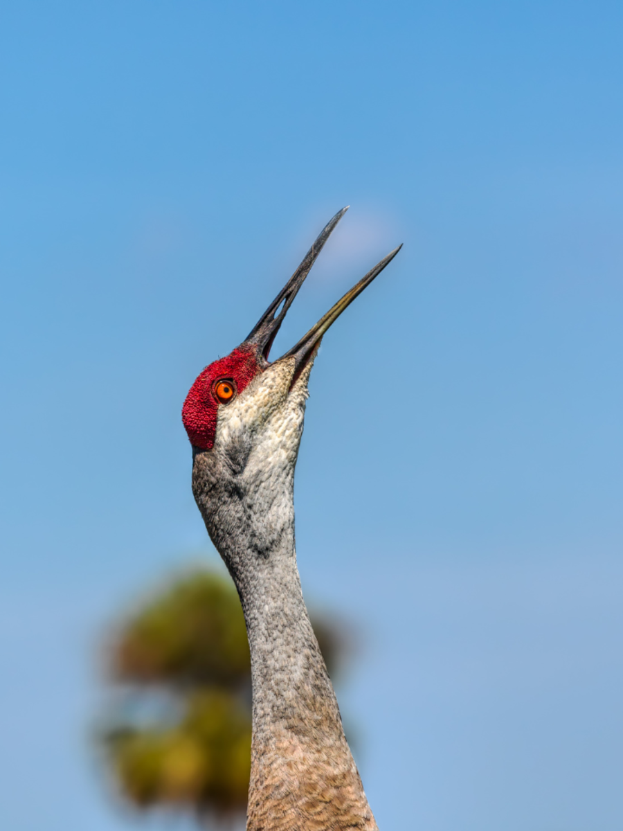 pictures of a kite bird