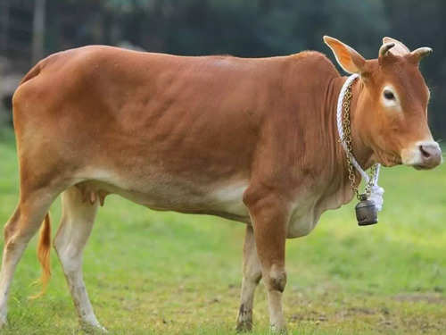 kerala cow breeds