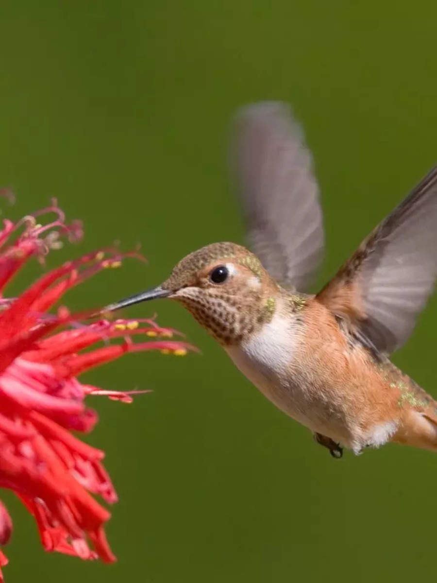 5 Smallest Birds In The World: Bee hummingbird, Esmeraldas Woodstar