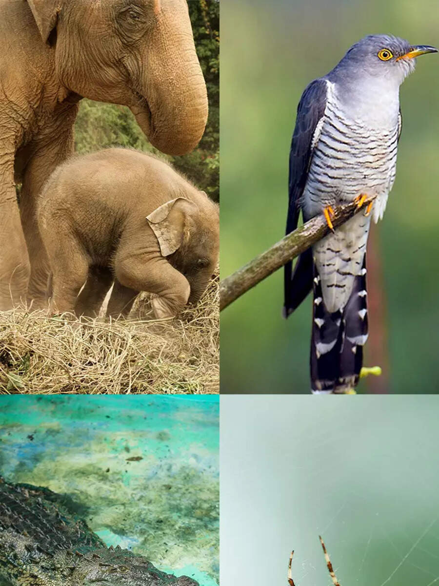 10 unexpected parenting styles in the animal kingdom - Vimarsana News