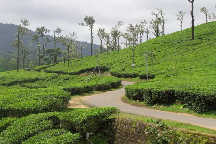 Palakkad