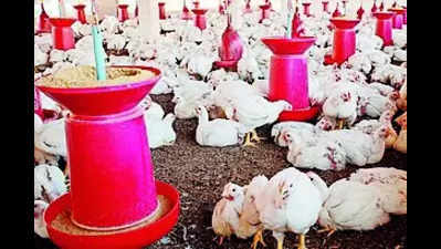South K’taka on high alert over bird flu cases in Kerala