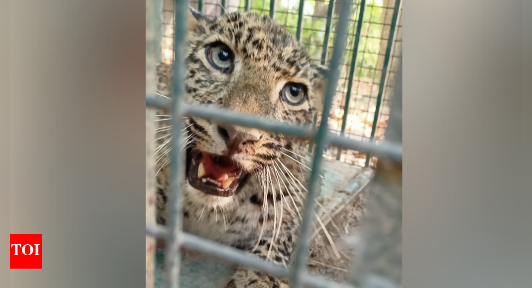 Leopard enters home in Bijnor, rescued 1.5 hours later - Times of India