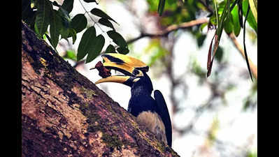 Addition of oriental pied hornbills to take species count at zoo to 97