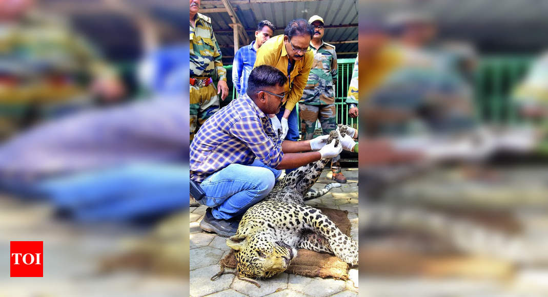 Leopard: Injured Leopard Rescued, Dies On Way To Zoo For Treatment ...