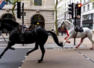 It's wild, wild west: Horses run loose through London in surreal spectacle