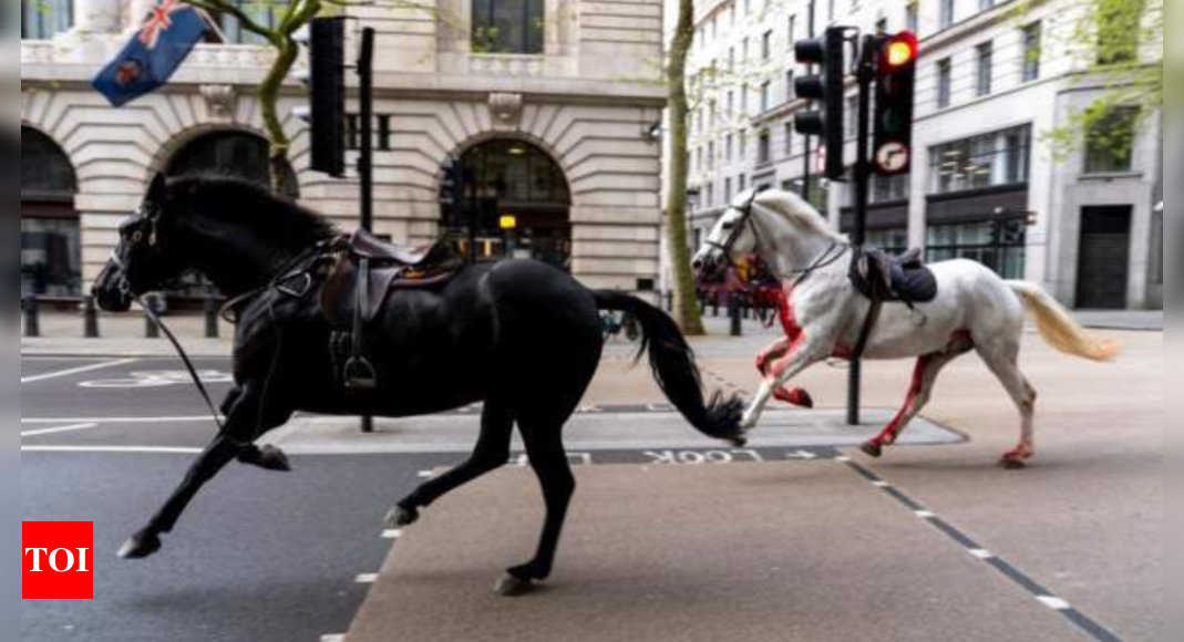 It’s wild, wild west: Horses run loose through London in surreal spectacle – Times of India
