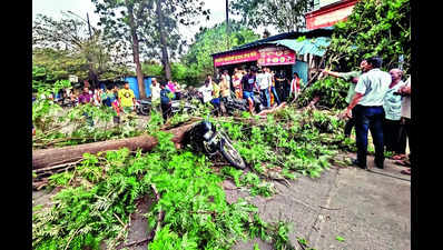 Motorcyclist suffers injuries as tree falls on bike amid heavy rain in Kolhapur city