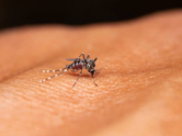 World Malaria Day 2024: Health tips for quick recovery