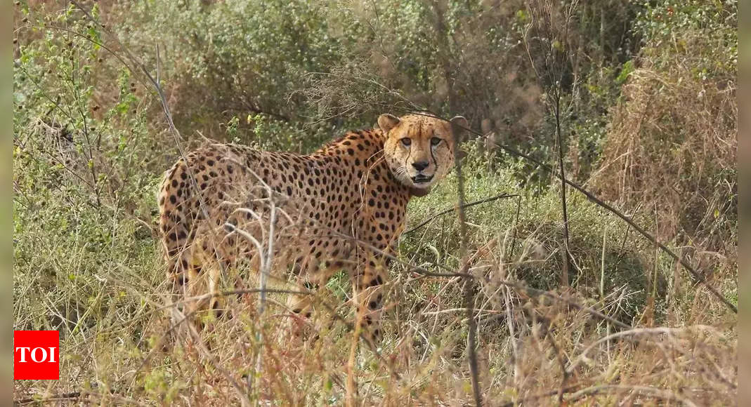 MP’s Gandhisagar wildlife sanctuary to get 5-8 cheetahs from South Africa | India News – Times of India