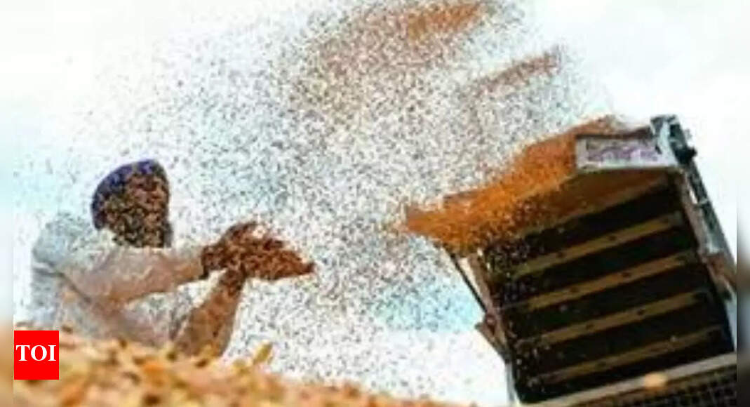 Govt buys record 11L tonnes of wheat in Punjab in single day | India ...