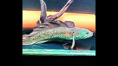 Rescued in Aug 2023, rare fish still awaits its release