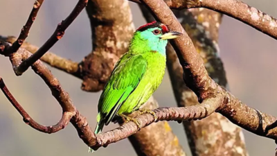 Pauri’s Rathuadhab emerges as bird paradise: 130 avian species sighted